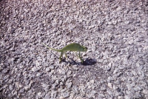 Chameleon on the Accra-Winneba Road. A chameleon takes a stroll on the Accra-Winneba Road. Central
