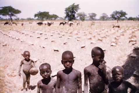 Cowherds in a yam field. Several young boys watch over cattle grazing in a cultivated yam field.