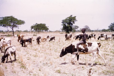 Riding one of the herd'. A young boy rides a spotted cow through a cultivated yam field as he