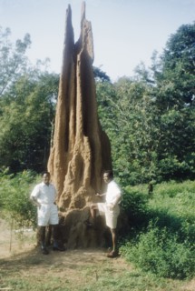 A giant termite hill in Ghana. Two Ghanaian men pose beside a giant termite hill. Volta Region,