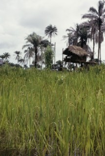 Rice fields in Sierra Leone. View over a rice field, with an elevated thatched hut in the distance.