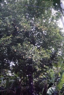 A nutmeg tree in St Lucia. The fruit of the nutmeg tree (Myristica) hangs from its branches ready