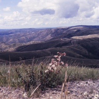 Mountain Pine Ridge in Belize. View over the picturesque Mountain Pine Ridge forest reserve in