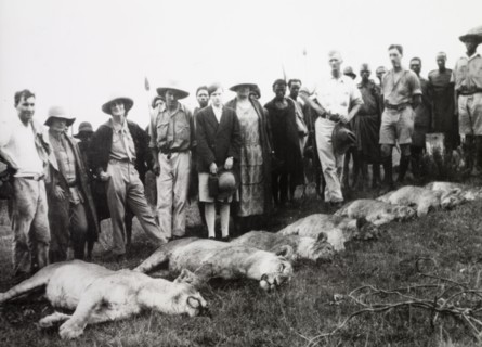 The result of a lion cull. Several European farmers stand over the carcasses of six lions, which