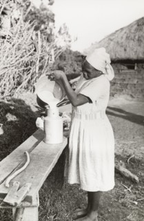 Kikuyu woman pouring milk. A Kikuyu woman, wearing a Western-style dress and headscarf, pours milk