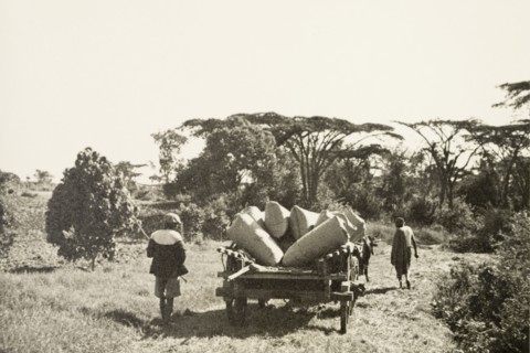 Transporting pyrethrum. Two farm labourers lead an ox-drawn cart laden with sacks of pyrethrum