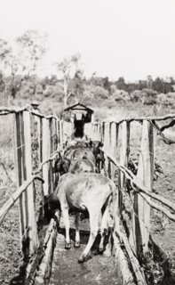 Cattling herding in Njoro. Young cattle are herded through a narrow enclosure at a settler's farm