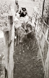 Cattling herding in Njoro, Kenya. Young cattle are herded through a narrow enclosure at a settler's