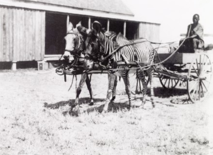 Unusual transport'. A man drives a buggy pulled by a zebra and a mule. Tanganyika Territory