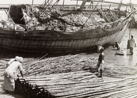 The exportation of mangrove poles. Men load mangrove poles onto a dhow, ready for exportation to