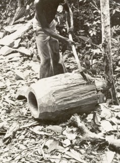 Shaping the shell of an atumpan drum. A craftsman uses an axe to roughly shape a section of timber