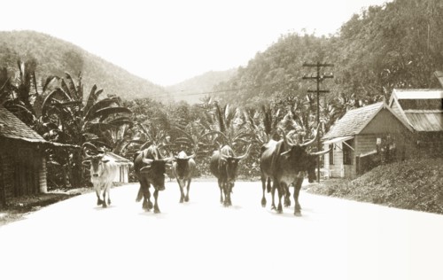 When the cows come home'. Six long-horned cattle walk along a suburban road against a background of