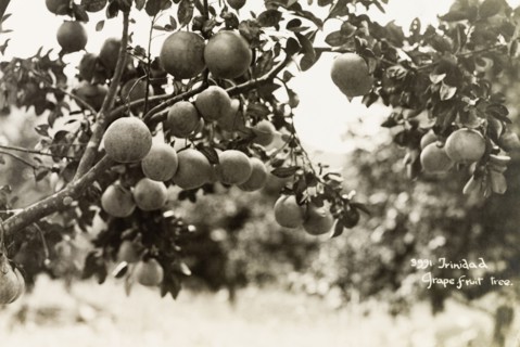 A branch of grapefruits. Grapefruits (Citrus paradisi) grow on the branch of a grapefruit tree.