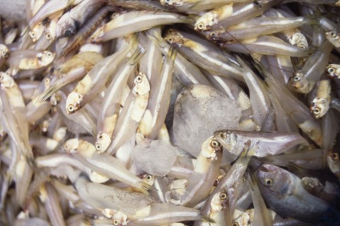 Freshly caught fish at an Indian market. A haul of freshly caught fish is displayed on ice at an