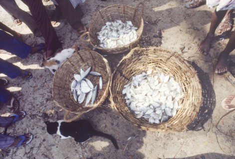 Baskets of fresh fish at an Indian market. Pairs of legs surround three baskets containing freshly