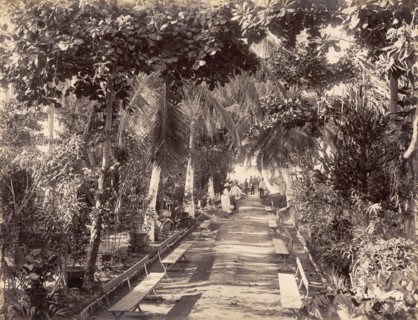 Myrtle Bank Gardens, Kingston. View along an avenue lined with trees and park benches in Myrtle