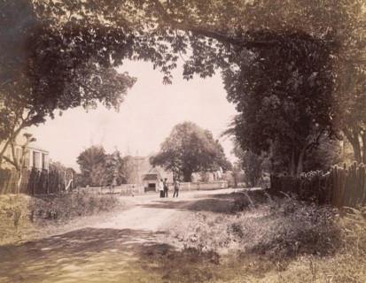 St. Andrew's Church, Jamaica. Trees line a road leading to St Andrew's Church. Half Way Tree,