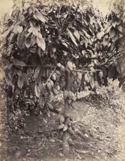 Cocoa tree with cacao pods. Cacao pods weigh down the branches of a cocoa tree. Probably Caribbean,