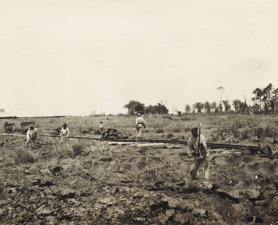 Labourers dig asphalt at the Pitch Lake. Labourers use pickaxes to extract lumps of asphalt from