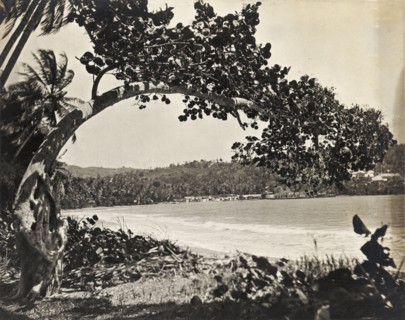 Beach scene in Trinidad and Tobago. A tree overhangs a beach. Probably Trinidad and Tobago, circa