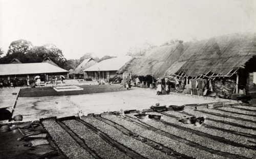 Drying a crop, India. An unidentifed crop, probably tea leaves, has been raked out to dry in the
