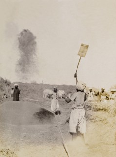Wind winnowing, India. A farm labourer tosses harvested grain up into the air with a shovel to