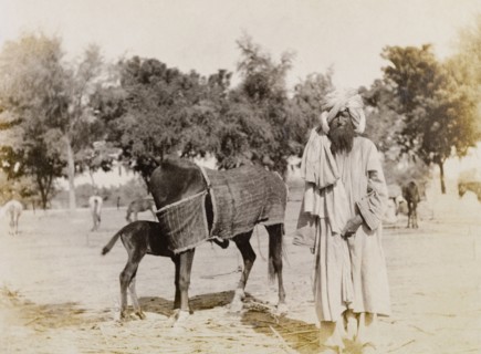 Indian groom with a mare and foal. An Indian groom stands in a paddock on a colonial settler's