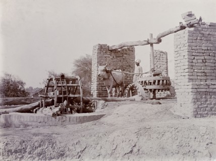 A bullock-driven water wheel, India. A labourer oversees a bullock as it walks in circles to turn