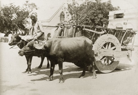 A cart pulled by water buffalo. A pair of harnessed water buffaloes pull a large, two-wheeled cart