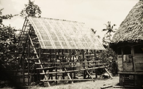 Constructing a Samoan 'fale'. Scaffolding surrounds a partially constructed Samoan 'fale' (house),