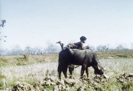 Avoiding the leeches at Borpatra tea estate. A young cattle herder lies on the back of a bullock,
