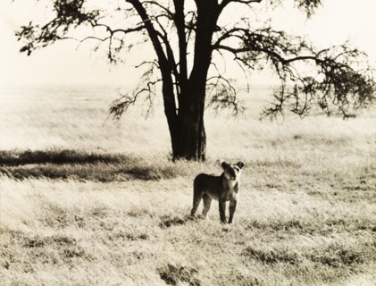 Lioness in the Serengeti. A young lioness (Panthera leo) stands attentively in the grasslands of