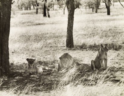 Lions in the Serengeti. A pride of lions (Panthera leo) rest in the shade of a tree in the