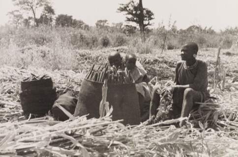 Kikuyu women harvesting crops. Two Kikuyu women take a break from harvesting. They sit in a field
