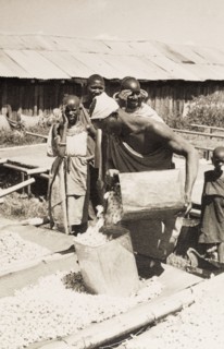Drying pyrethrum flowers. A Kikuyu farm labourer pours harvested pyrethrum flowers (Chrysanthemum