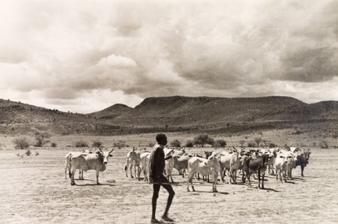 Herding cattle, Kenya. A Kikuyu cattle farmer tends to his herd in the Kenyan countryside. Kenya,