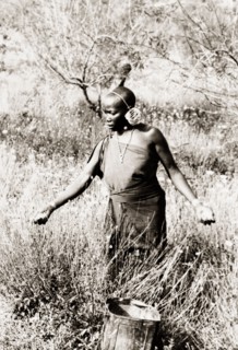 Kikuyu woman harvesting pyrethrum . A Kikuyu woman harvests pyrethrum flowers (Chrysanthemum