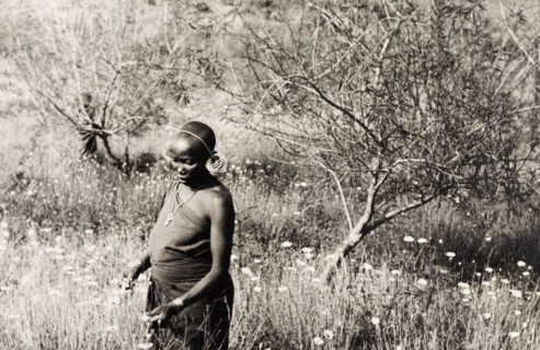 Kikuyu woman harvesting pyrethrum. A Kikuyu woman harvests pyrethrum flowers (Chrysanthemum