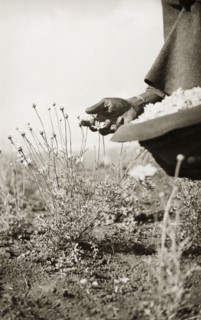 Harvesting pyrethrum flowers. Harvesting pyrethrum flowers (Chrysanthemum cinerariaefolium) on a