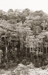 An indigenous forest, Kenya. View of an indigenous forest on a riverbank, viewed from the Heru to