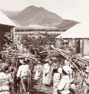 Carrying sugar cane to the mill. Plantation workers carry bundles of harvested sugar cane to a