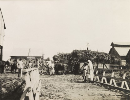 Sugar cane outside a sugar factory. Large bundles of sugar cane arrive in carts outside a sugar