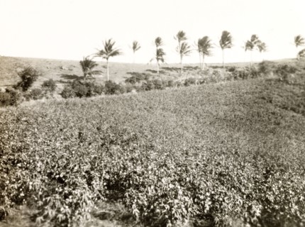 Cotton field. View over a large cotton field near a banana plantation. Probably Colombia, circa