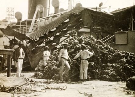 Shipping bananas. Bananas are heaped into a large pile at a sea port, ready to be loaded onto a