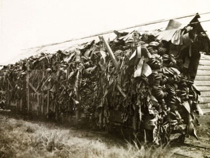 Plantains loaded on a freight car. An open freight car heavily loaded with bunches of plantains at