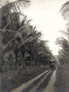 McKinney's coconut plantation. A horse-drawn buggy makes its way along an avenue lined with coconut