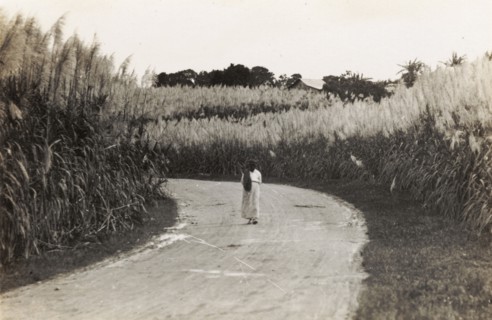Walking through a pampas field. A lone figure walks along a road through a field of high pampas