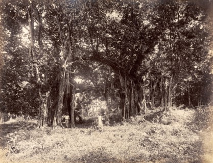 Indian Banyan trees. People pose beside giant Indian Banyan trees (Ficus benghalensis) growing on a