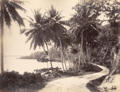 Coastal road near Port Antonio. A road winds through vegetation along the Portland coastline. Near