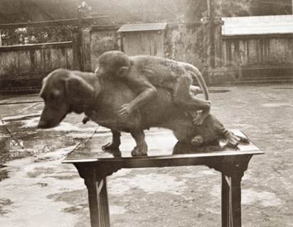 At a dog show in Calcutta. A monkey is positioned on the back of Hunden, a prize-winning dachshund,